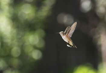 Anna's Hummingbird at Feeder