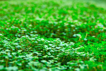 Green grass carpet, meadow. Natural grass area, selective focus, background.