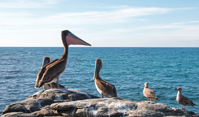 California Brown Pelican stretching / inflating throat pouch on rocky outcrop at Punta Lobos in Baja California Mexico BCS