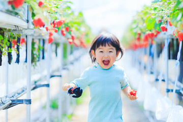 子供とイチゴ狩り