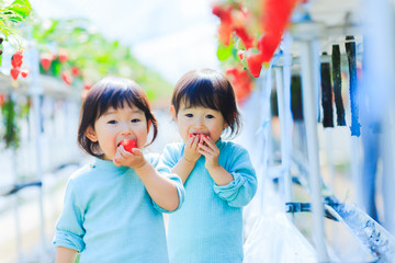 子供とイチゴ狩り