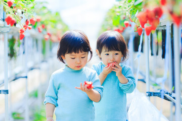 Obraz premium 子供とイチゴ狩り
