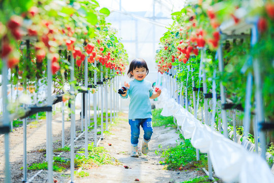 イチゴ狩り Images – Browse 4,274 Stock Photos, Vectors, and Video