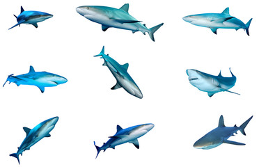 Fototapeta premium Collection of Sharks isolated. Caribbean Reef Shark cutouts