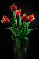 Yellow red tulips bouquet on black baclground