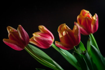 Yellow red tulips bouquet on black baclground