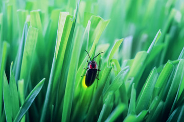 Firefly on grass at dusk