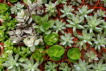 Top view of variety of cactus in a pot.