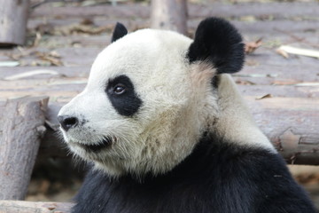 Closed-up Giant Panda's Face in Chengdu Panda Base, China