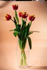 Bouquet of red with yellow spring tulips present to girl on international women's day Mother's Day flowers in vase
