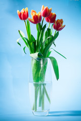 Bouquet of red with yellow spring tulips present to girl on international women's day Mother's Day flowers in vase