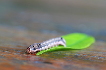 Caterpillar with green leaf on wooden table. the larva of a butterfly or moth, having a segmented wormlike body with three pairs of true legs.