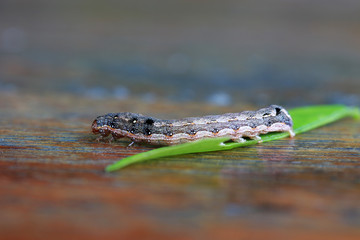 Caterpillar with green leaf on wooden table. the larva of a butterfly or moth, having a segmented wormlike body with three pairs of true legs.
