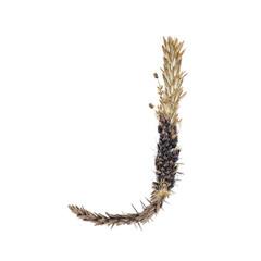 letter J of dried sorghum spikelets, blade of grass and corn inflorescences, isolate on white background