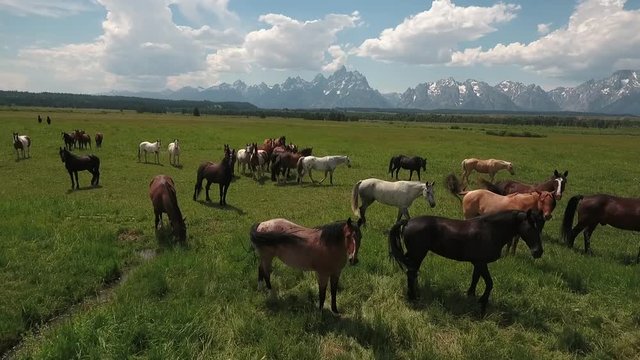flying over horses low tracking left to right with horses Drone aerial 4k, alpine, american west, grand tetons national park, jackson hole, mountains, nature, outdoors, rocky mountains, scenic, teton 