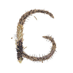 letter G of dried sorghum spikelets, blade of grass and corn inflorescences, isolate on white background