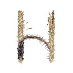 letter H of dried sorghum spikelets, blade of grass and corn inflorescences, isolate on white background
