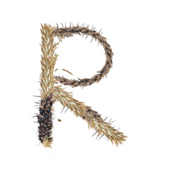 letter R of dried sorghum spikelets, blade of grass and corn inflorescences, isolate on white background