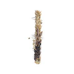letter I of dried sorghum spikelets, blade of grass and corn inflorescences, isolate on white background
