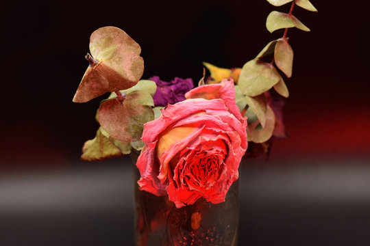 Dried roses with green leaves