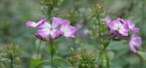 Fototapeta premium Wildblumen
