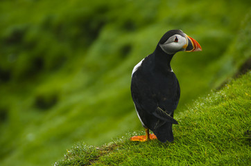 Puffins - Faroe Islands