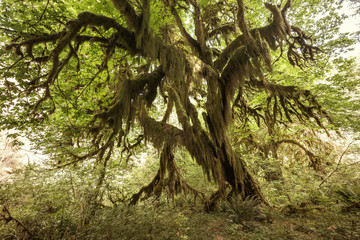 Fototapeta premium Hoh Rain Forest, Olympic National Park, Washington, USA