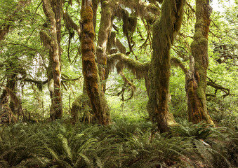 Obraz premium Hoh Rain Forest, Olympic National Park, Washington, USA