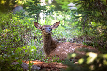 Naklejka na ściany i meble A Deer in the Rocky Mountain National Park, Estes Park, Colorado‎