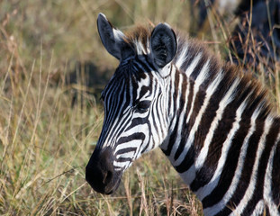 Fototapeta na wymiar Portrait of a Zebra