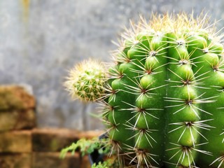 Close up of cactus on concrete and brick background with copy space