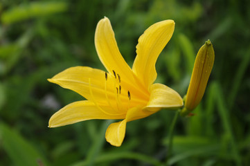 ニッコウキスゲ K7C4938