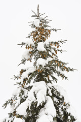 Spruce with cones covered in snow against a cloudy sky.