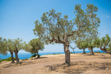 Green olives on olive tree ripening under sun and sea