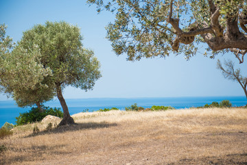 Coast with olive trees in front of blue sea