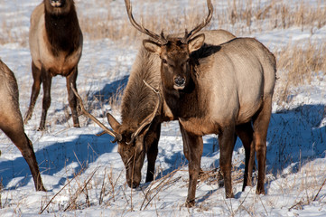 Elk feeding in the snow