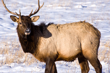 Naklejka na ściany i meble An elk in the winter listening for predators