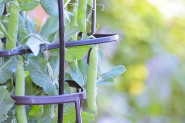 Beans in garden on blurred background 