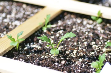 veggies sprouts from home garden