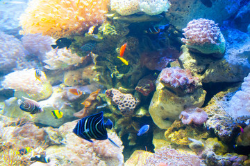 Beautiful colorful fish in the aquarium, Vietnam