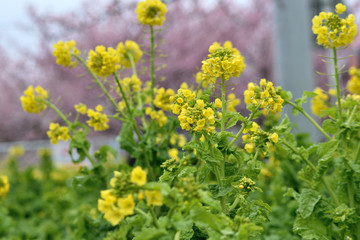 菜の花アップ