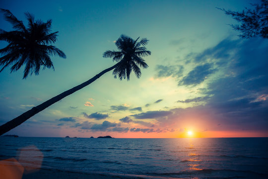 Palm trees silhouettes on tropical beach during sunset.