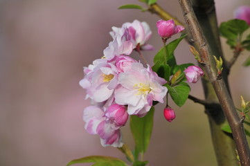 Chinese flowering crab-apple blooming