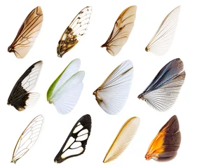 Foto op Plexiglas Wings insect © enterphoto