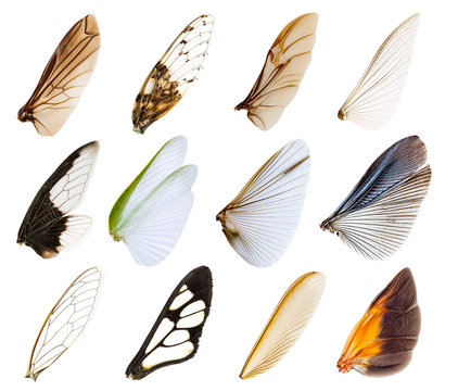 Wings insect
