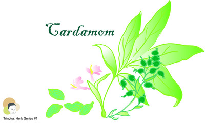 Cardamom - Herb