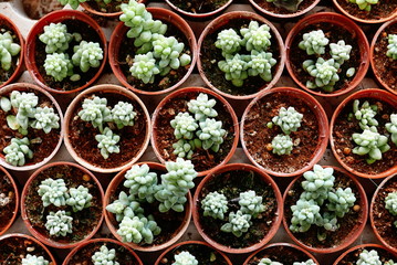 Top view of group of cactus succulent in a pot.