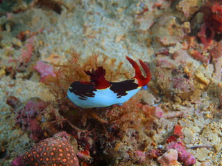 Fototapeta premium True sea slug