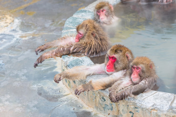 Obraz premium Japoński onsen śnieżny (makaki) zimą