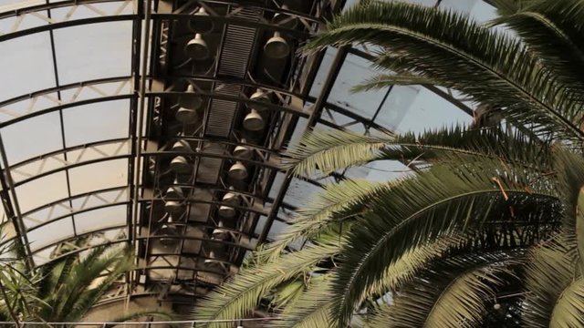 garden of palms in the greenhouse